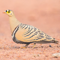Four-banded Sandgrouse